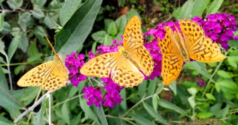 Chenille in giardino: perché non dovresti eliminarla e come proteggere le farfalle