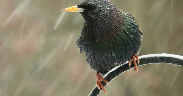 Animali e Meteo: Come Alcune Specie Riescono a Prevedere Pioggia, Vento e Temporali