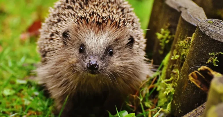 Animali Utili in Giardino: I 20 Alleati Naturali che Proteggono Piante e Orto