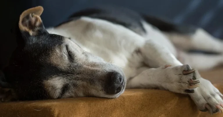 Posizioni del Sonno del Cane: Cosa Rivelano sul Suo Stato Emotivo