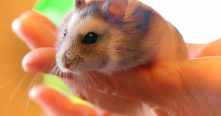 Come Tenere un Criceto Senza Fargli Male: Guida Sicura per Piccoli Roditori
