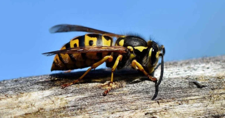 Vespe in giardino: perché sono molto più utili di quanto pensiamo