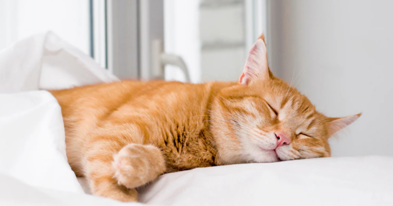 Perché i Gatti Dormono Così Tanto: La Verità sul Sonno Felino