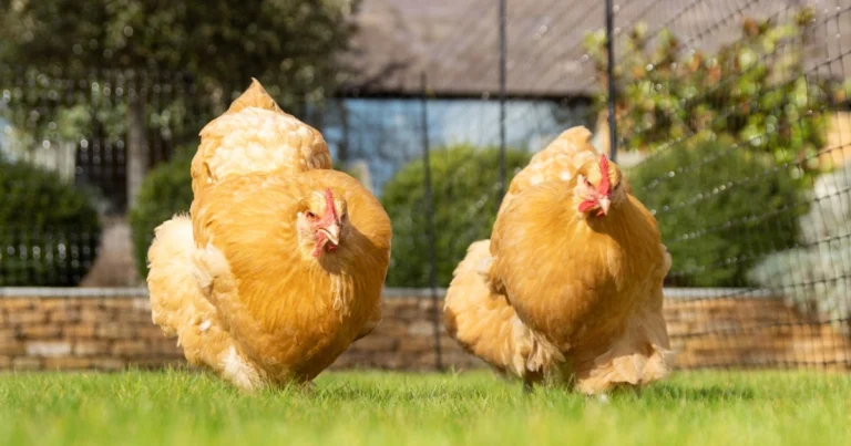 Galline in giardino: vantaggi, gestione e benefici per un orto sostenibile