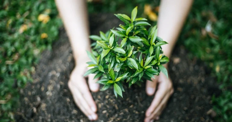Santi di Ghiaccio: perché molti giardinieri aspettano metà maggio prima di trapiantare