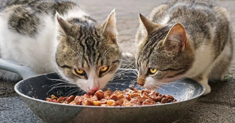 12 Errori Comuni che i Proprietari di Gatti Commettono Ogni Giorno