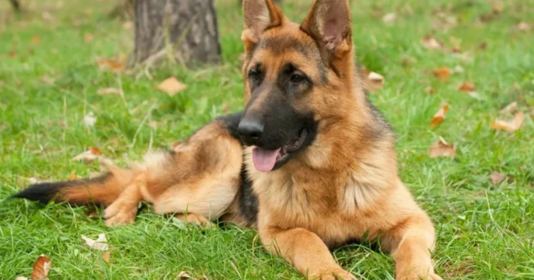 I “Lavori” Segreti del Cane in Casa: Perché il Tuo Cane Si Comporta Così