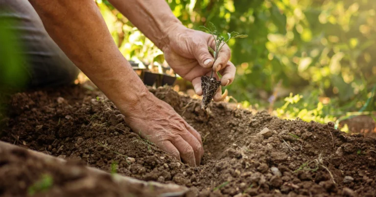 Cloporte nel giardino: perché è fondamentale per un terreno sano