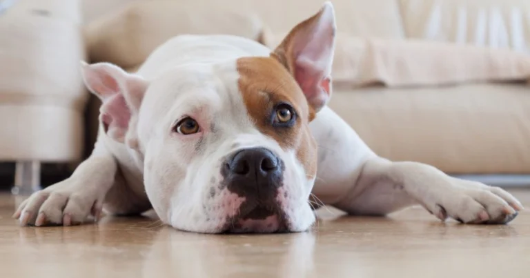 Primo mese con un cane adottato: cosa aspettarsi settimana dopo settimana