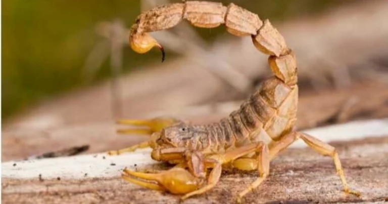Scorpioni pericolosi o innocui: come riconoscerli e comportarsi in sicurezza