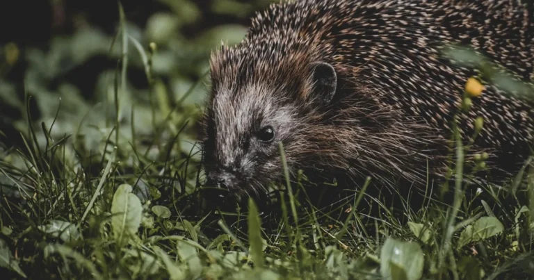 Animali Utili in Giardino: Gli Alleati Naturali che Proteggono le Tue Piante