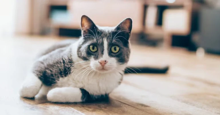 Perché il Tuo Gatto Ti Porta “Regali”: Il Vero Significato di Questo Comportamento Felino