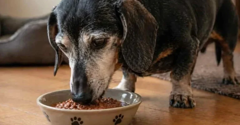 Alimentazione del Cane Anziano: Guida Completa per Mantenerlo Sano e Attivo
