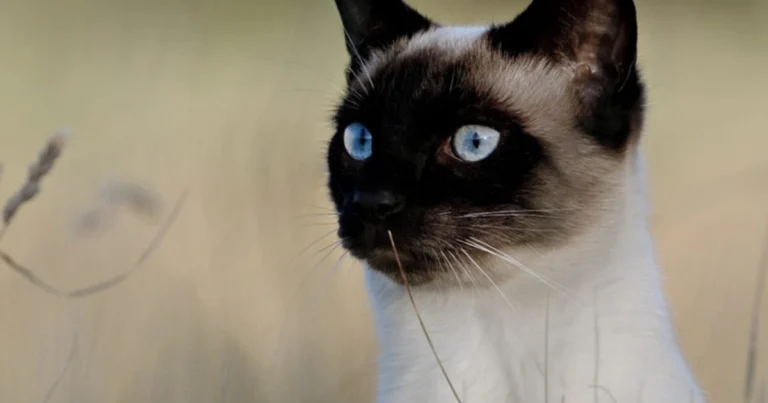 Il gatto che fissa il vuoto di notte