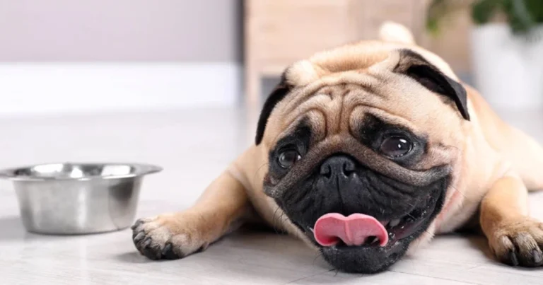 Colpo di calore nel cane: sintomi, rischi e cosa fare immediatamente