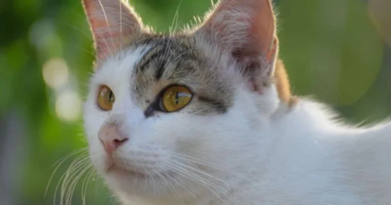 Come Capire l’Umore del Gatto Attraverso le Orecchie
