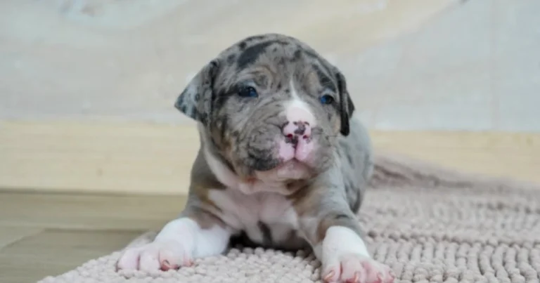 Il primo anno del cucciolo: guida completa per crescere un cane equilibrato e sano