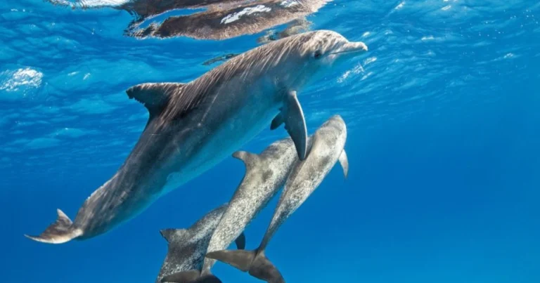 Delfini nel Mediterraneo: le sorprendenti capacità cognitive dell’animale marino più intelligente