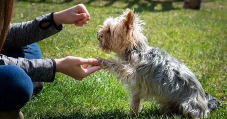 Rinforzo positivo nel cane: perché funziona meglio delle punizioni secondo la scienza