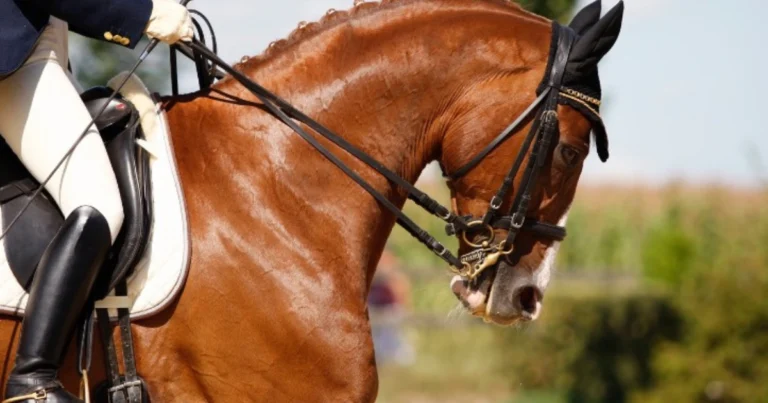 Linguaggio del cavallo: come capire i segnali del corpo e migliorare la relazione