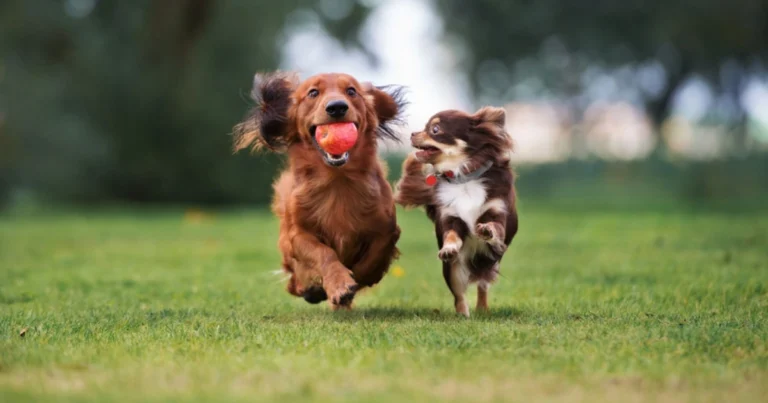 Energia e comportamento del cane: come l’attività fisica influisce sul benessere quotidiano