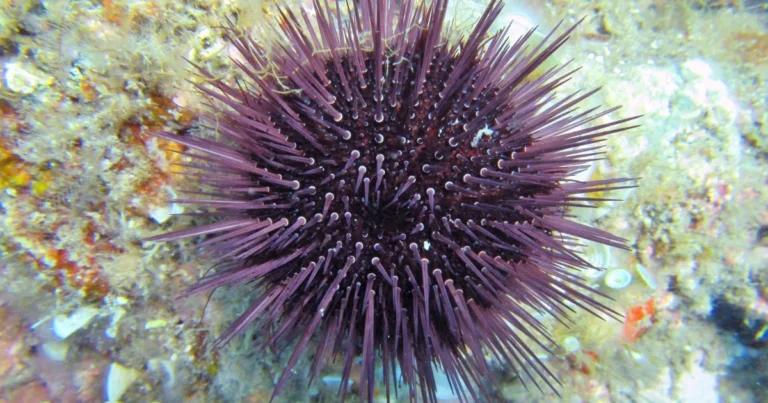 Riccio di mare nel Mediterraneo: curiosità sorprendenti e ruolo fondamentale nell’ecosistema marino