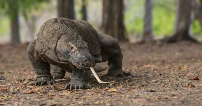Animali più pericolosi al mondo: chi causa davvero più morti ogni anno
