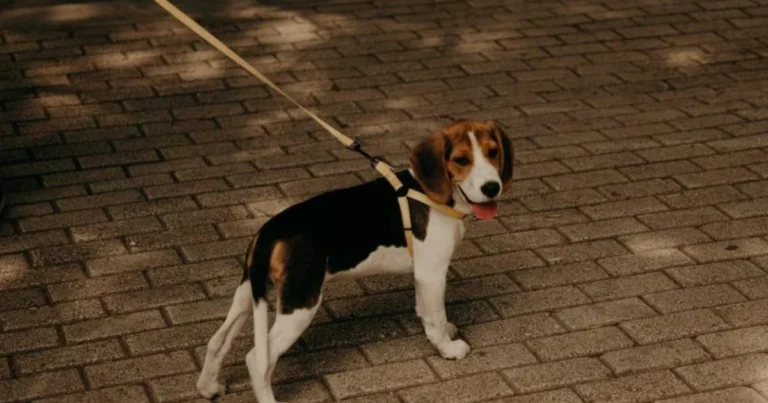 Come insegnare al cane a non tirare al guinzaglio: metodo efficace e consigli pratici