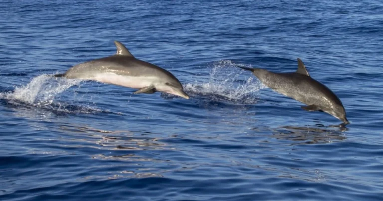 Biodiversità del Mediterraneo italiano: le specie marine più affascinanti da conoscere