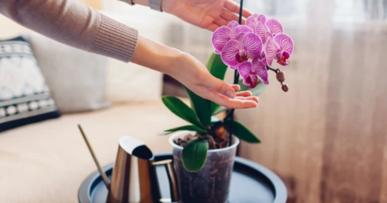 Come Far Rifiorire un’Orchidea Phalaenopsis: Guida Completa per Mantenerla Sana e Fiorita