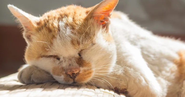 Gatto Anziano: Come Prendersi Cura di un Felino Senior per Aiutarlo a Vivere Più a Lungo