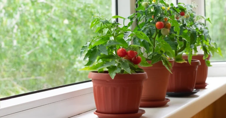 Coltivare Pomodori in Balcone: Guida Completa per un Raccolto Abbondante e Gustoso