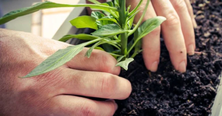 Talea delle Piante: Guida Completa per Moltiplicare le Tue Piante Gratis