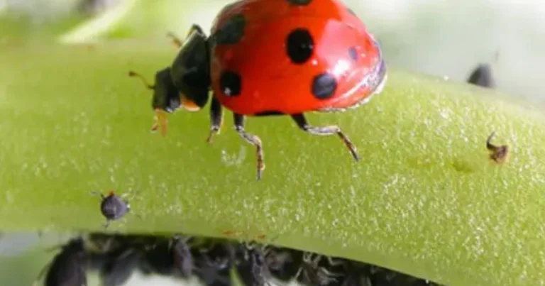 Predatori naturali in giardino: come usarli per un controllo biologico efficace