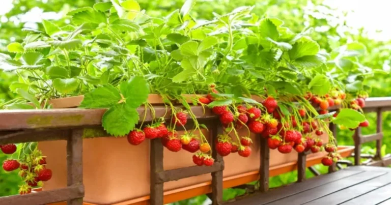 Coltivare fragole in vaso: guida completa per un balcone produttivo da primavera all’autunno