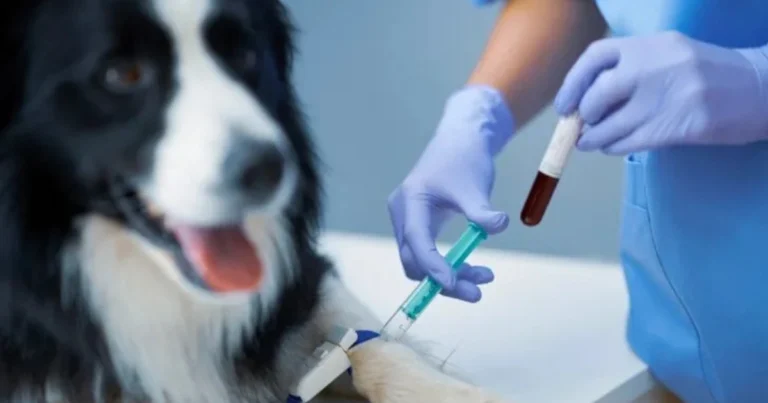 Analisi del sangue del cane: come leggere i valori principali senza farsi prendere dal panico