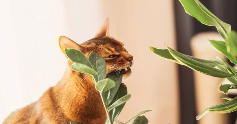 Piante tossiche per gatti: quali evitare e quali sono davvero sicure in casa
