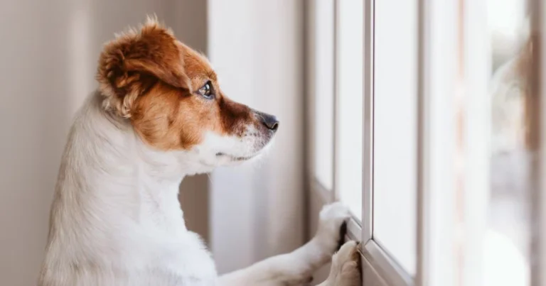 Come i cani percepiscono il tempo: il sorprendente ruolo dell’olfatto e della routine