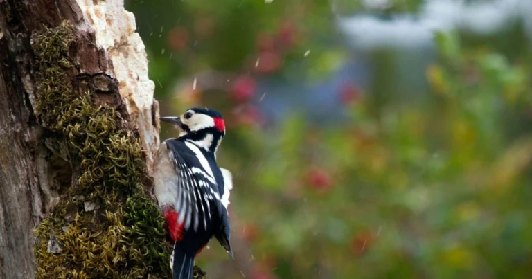 Il Picchio nei Boschi Italiani: Il Geniale Ingegnere della Natura che Sfida la Fisica