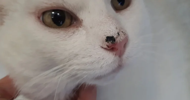 Tumore nel Gatto: Come Riconoscere i Segnali Precoci con l’Autopalpazione Mensile
