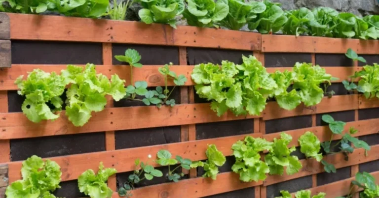 Giardino verticale: coltivare più ortaggi in meno spazio
