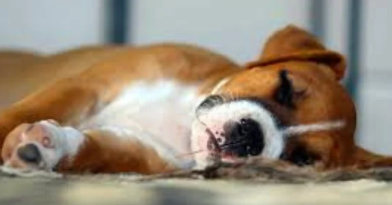 Colpo di Calore nel Cane: Sintomi, Prevenzione e Cosa Fare Subito in Estate