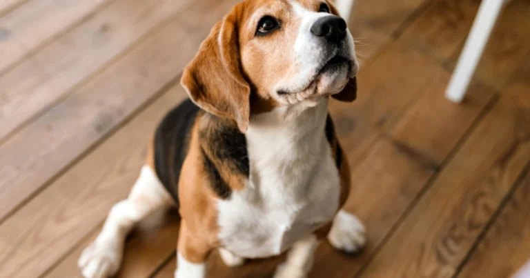 Adozione cane dal canile: cosa sapere prima di accogliere un cane in casa