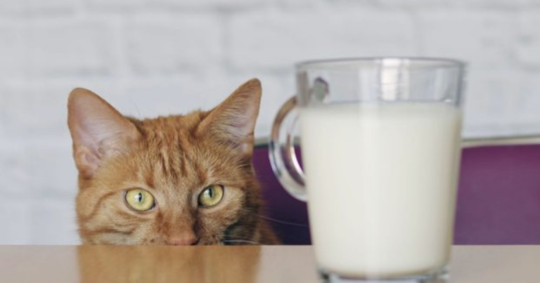 Alimenti Tossici per Gatti: Cosa Evitare per Proteggere la Salute del Tuo Felino