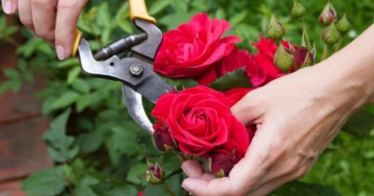 Rosai con Poche Fioriture? Gli Errori che Bloccano le Rose e Come Rimediare