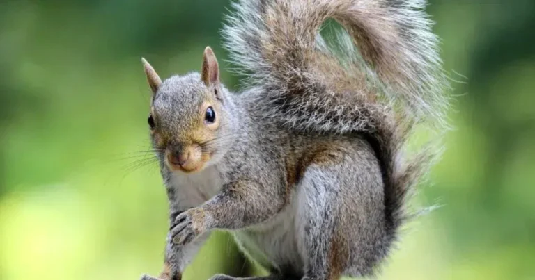 Scoiattolo Rosso in Italia: La Specie Nativa Minacciata dall’Invasione dello Scoiattolo Grigio