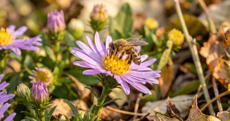8 fiori d’autunno per api e farfalle: cosa piantare per aiutare gli impollinatori