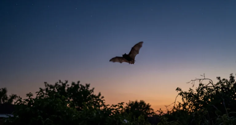Pipistrelli in Italia: specie, abitudini e perché proteggerli