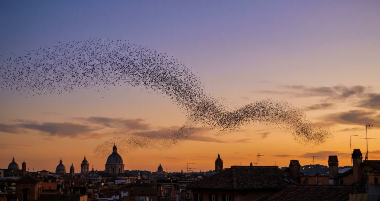Murmurazione degli storni: perché volano in nuvole che sembrano un’unica creatura