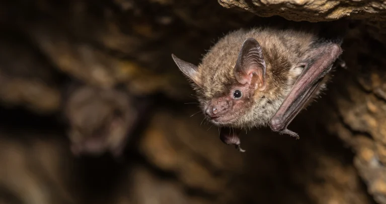 The New Research Behind Why Bats Rarely Get Cancer